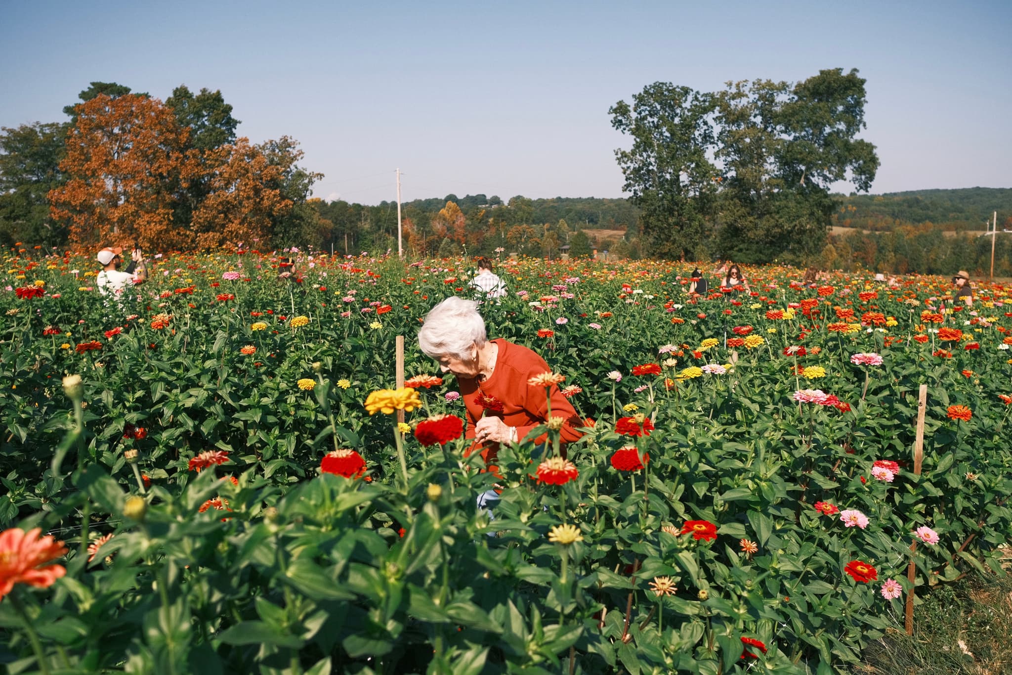 Flower Farm