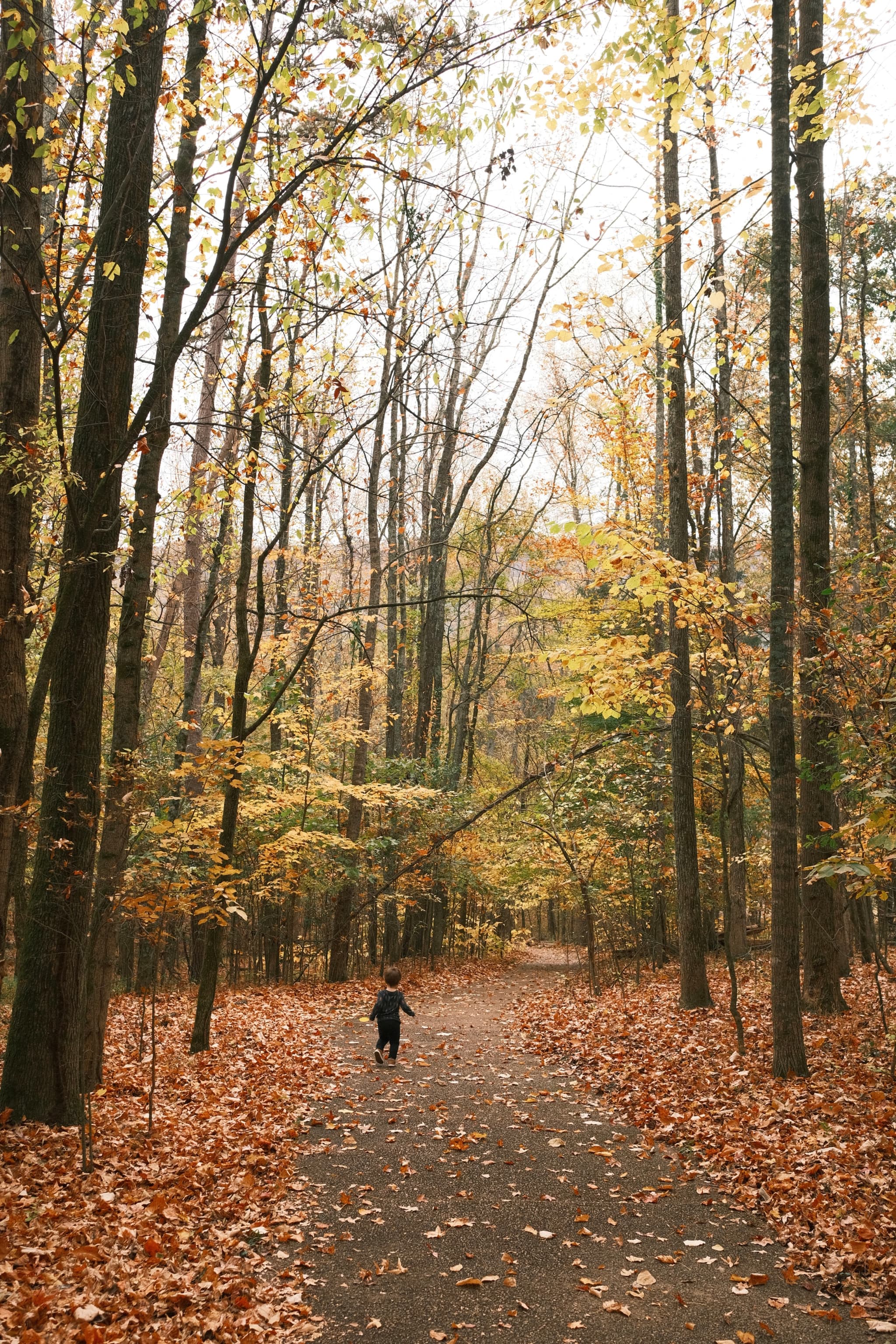 Autumn Trail