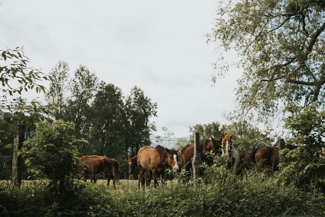 Field Horses