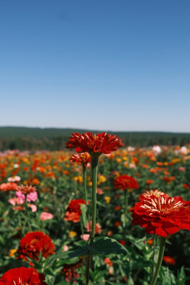 Zinnia